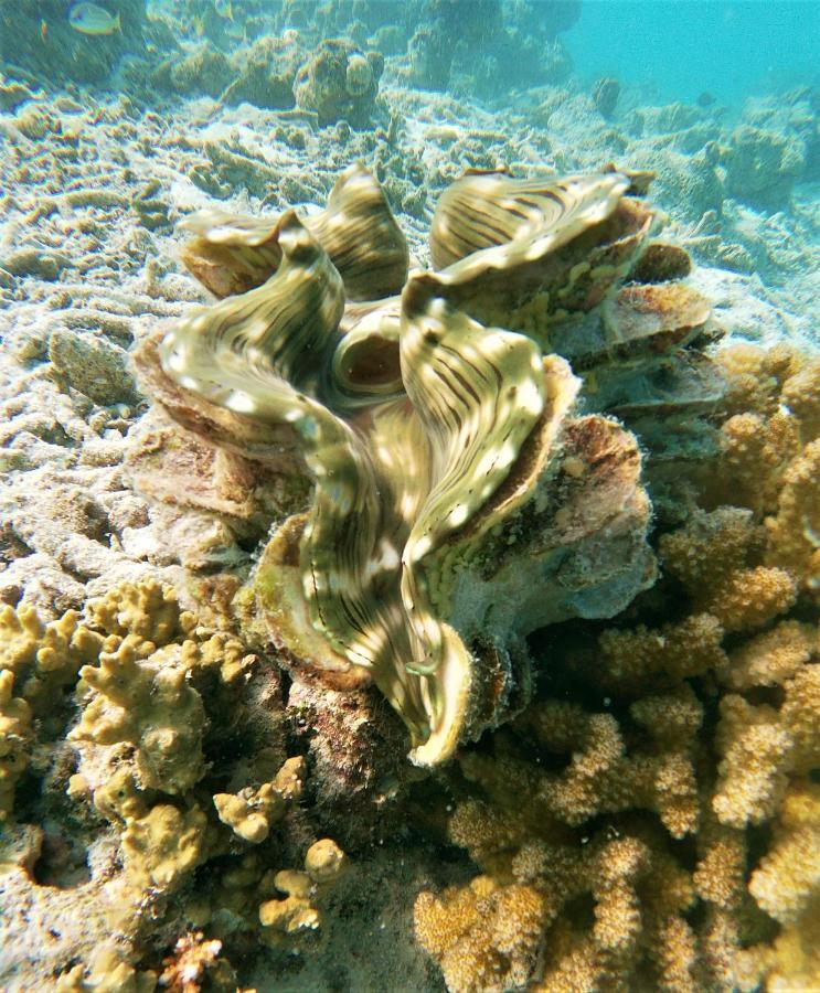 One The Island Hotel Naifaru Bagian luar foto
